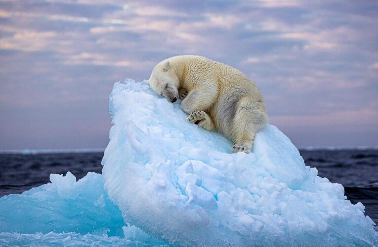 Award-Winning Polar Bear Image Offers Heartbreaking Climate Change Reminder     – CNET