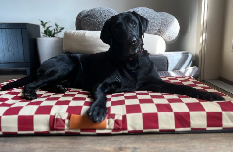 Best Dog Beds of 2024     – CNET