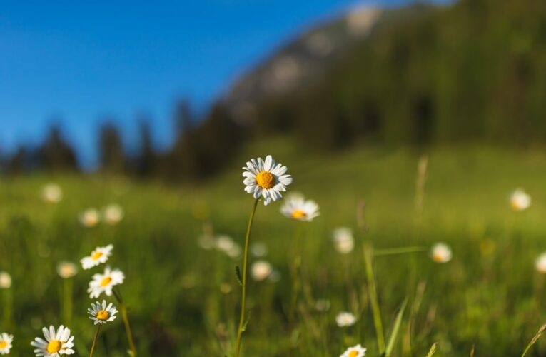 Feeling Euphoric? What ‘Spring Fever’ Can Do to Our Mood     – CNET