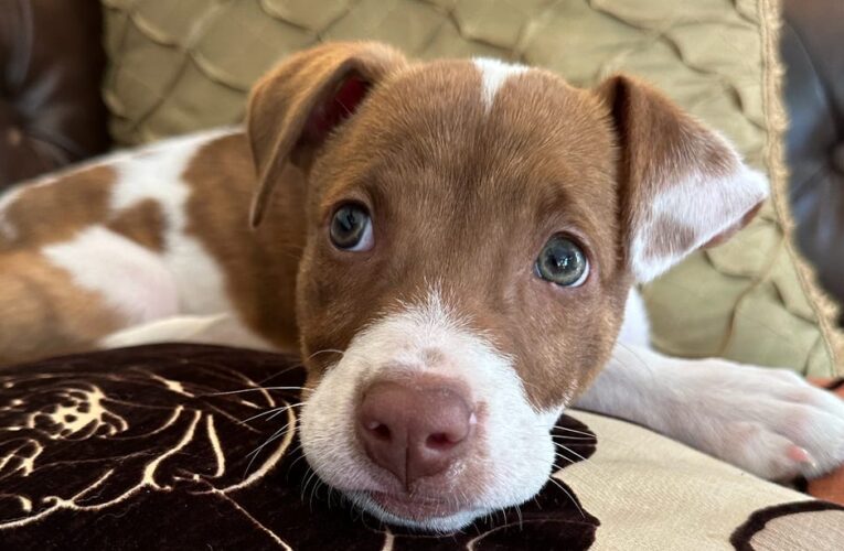 iOS 17: Your iPhone’s Photos App Recognizes Your Pets Now     – CNET