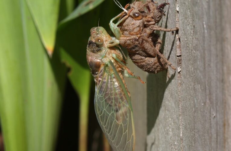 Here’s What to Do if Your Dog Eats a Cicada     – CNET