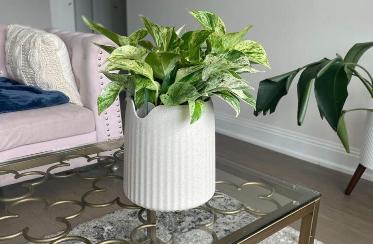 This Houseplant Cleans Air 30 Times Better Than a Typical Plant     – CNET