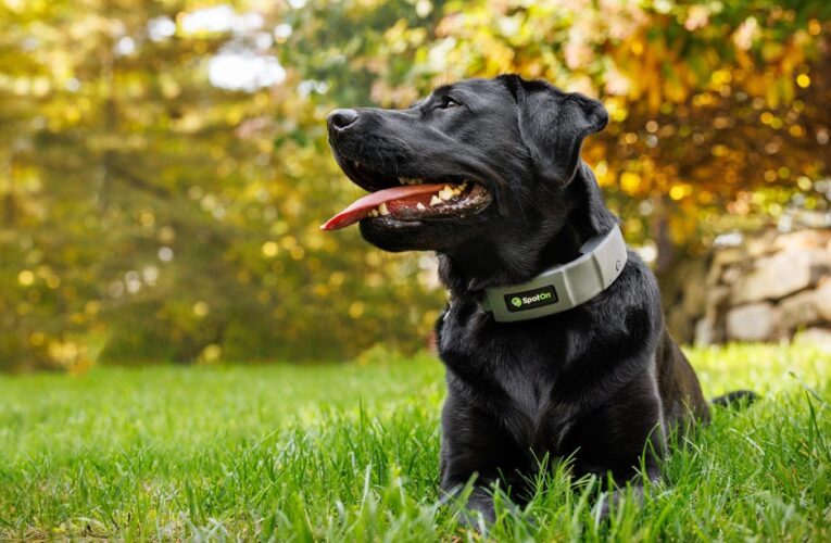 Is This GPS Dog Collar More High-Tech Than Your Smartwatch?     – CNET