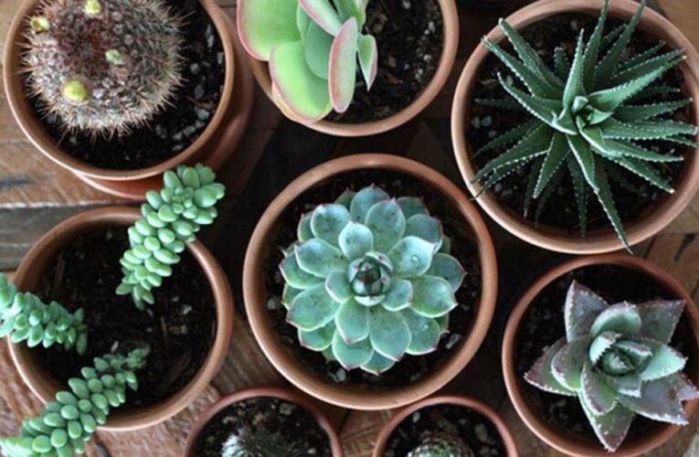 10 Best Places to Buy Plants Online for 2024     – CNET