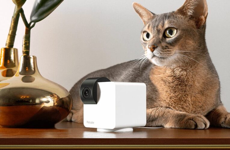 Celebrate Pet Month With Clever Pet Cams for Your Furry Friends     – CNET