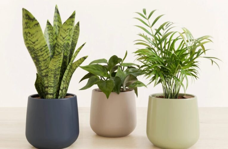 9 Houseplants That Are Impossible to Kill, According to Experts     – CNET