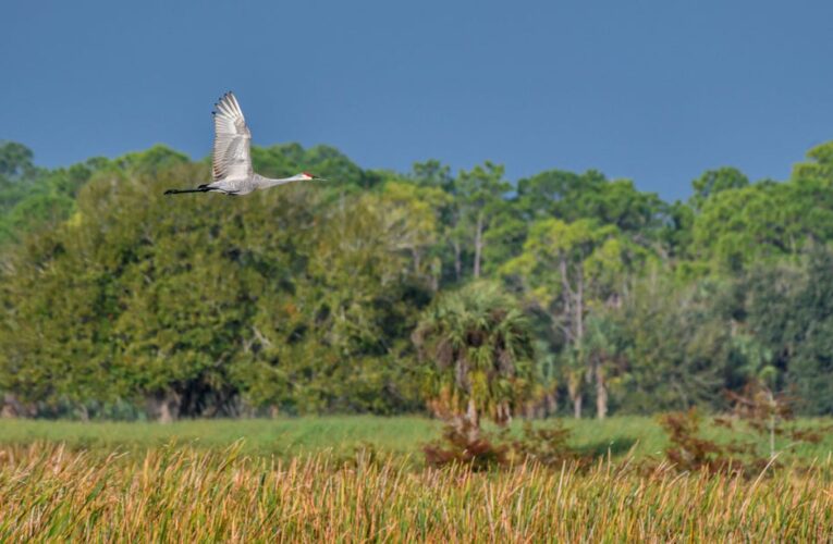 Best Internet Providers in Lehigh Acres, Florida     – CNET