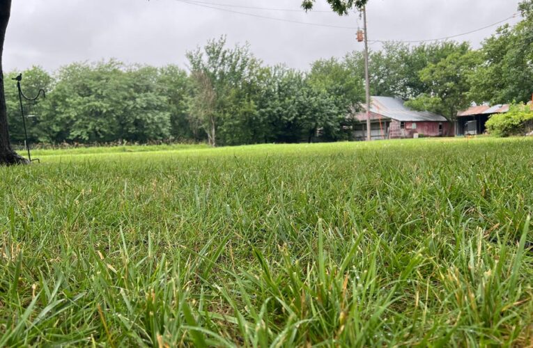 Your Lawn Is Struggling in the Summer Heat, but It Doesn’t Have To     – CNET