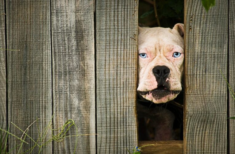 We Asked the Experts: Can Your Dog Really Prevent Home Break-Ins?